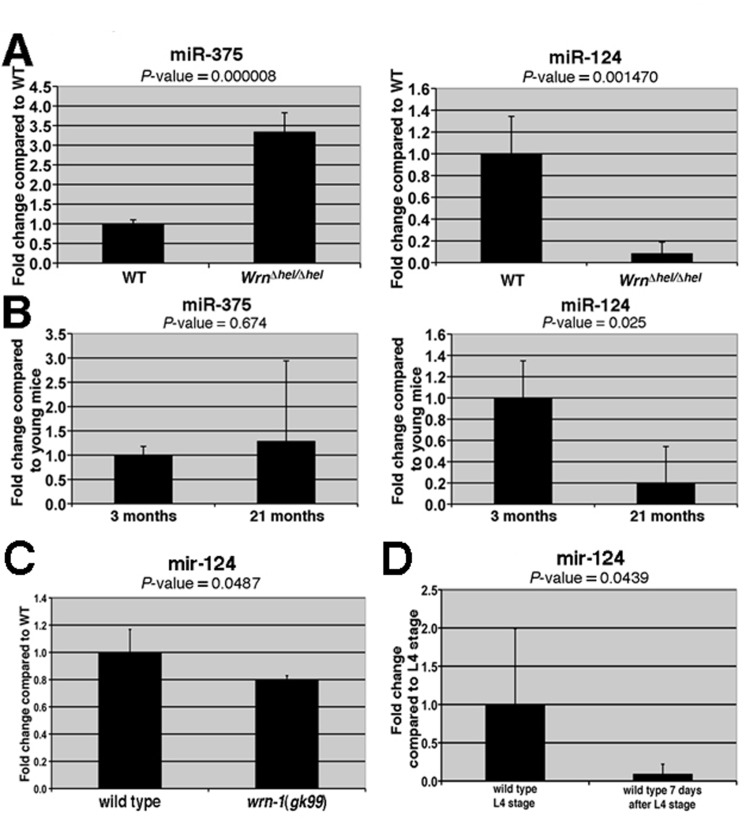 Expression levels of miRNAs in the liver of WrnDhel/Dhel mice compared to wild type mice and in the whole body of wild type and wrn-1(gk99) worms. (A) Total RNA from four mice (at three months of age) of the indicated genotype was used for the quantitative RT-PCR analyses. The levels of the indicated miRNAs in the WrnDhel/Dhel mice are relative to the wild type (WT) animals. (B) Expression levels of miR-375 and miR-124 in the liver of four young (three months old) and four old (21 months old) wild type animals. The levels of the indicated miRNAs in the old wild type mice are relative to the young wild type animals. (C) Expression level of mir-124 in wild type and wrn-1(gk99) strains. Twenty-five 7-day old adult worms (post-larval L4 stage) of each strain were sorted and collected for total RNA extraction. The quantification of mir-124 were measured by quantitative RT-PCR (TaqMan assay) and compared with the levels found in wild type animals. (D) mir-124 expression levels in young and older adults wild type worms. All data were normalized by the quantification of the small nucleolar RNA (sn2841). The error bars represent the 95% confidence interval of three independent experiments. The P-values (unpaired Student's t-test) are indicated above each graph.