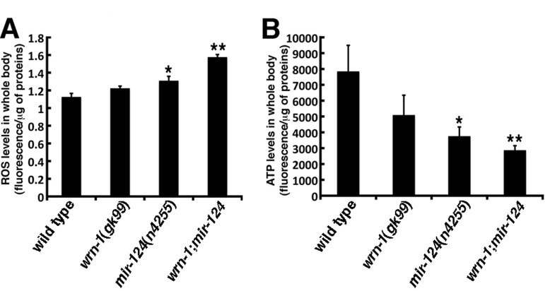 Reactive oxygen species (ROS) and ATP levels in wild type and mutant C. elegans strains. (A) ROS levels in whole body of 7-day adult old worms (post-larval L4 stage) detected with dichlorofluorescein. Data are expressed as units of fluorescence per micrograms of proteins. (Unpaired Student's t-test; *P = 0.0442 vs. wild type; **P = 0.0008 vs. wild type). (B) ATP levels in whole body of 7-day old adult worms (post-larval L4 stage). (Unpaired Student's t-test; *P = 0.0410 vs. wild type; **P = 0.0137 vs. wild type). Data are expressed as units of fluorescence per micrograms of proteins. Twenty-five worms of each genotype were collected for the ROS or ATP measurements. Experiments were performed with three independent pools of animals.