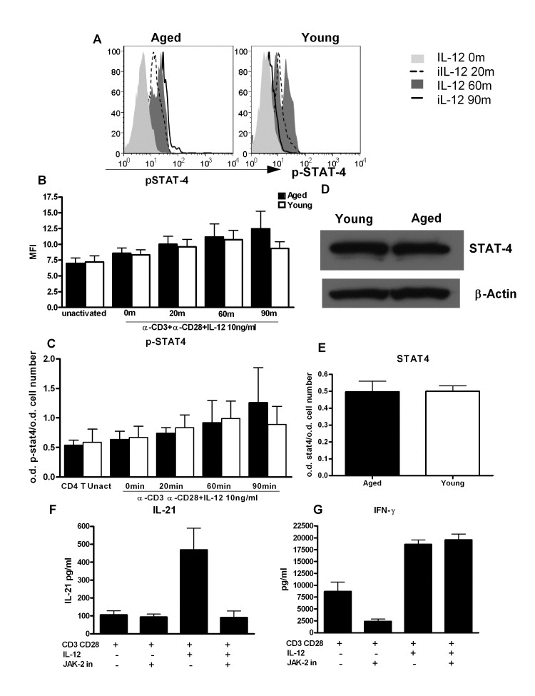 STAT-4 phosphorylation is altered in CD4+ T cells from aged subjects