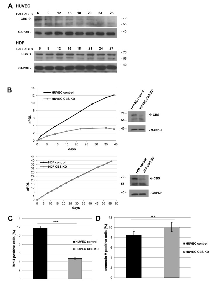 CBS depletion reduces the rate of cell proliferation