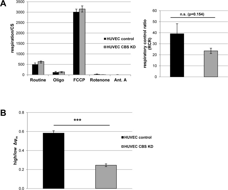 CBS depletion induces mild mitochondrial dysfunction