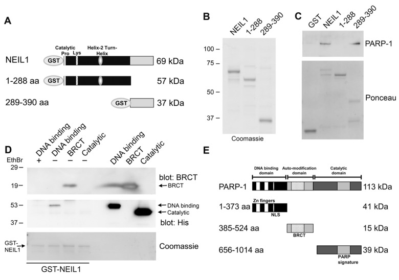 Mapping the interacting regions of PARP-1 and NEIL1