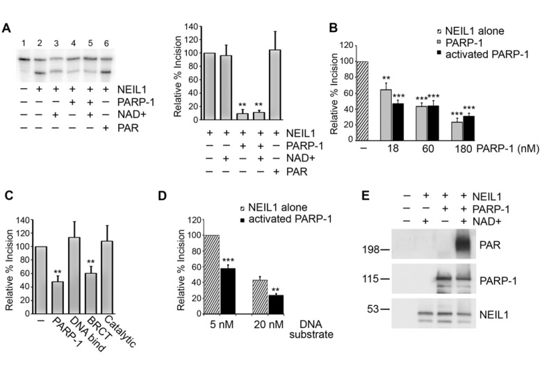 PARP-1 inhibits NEIL1 incision activity
