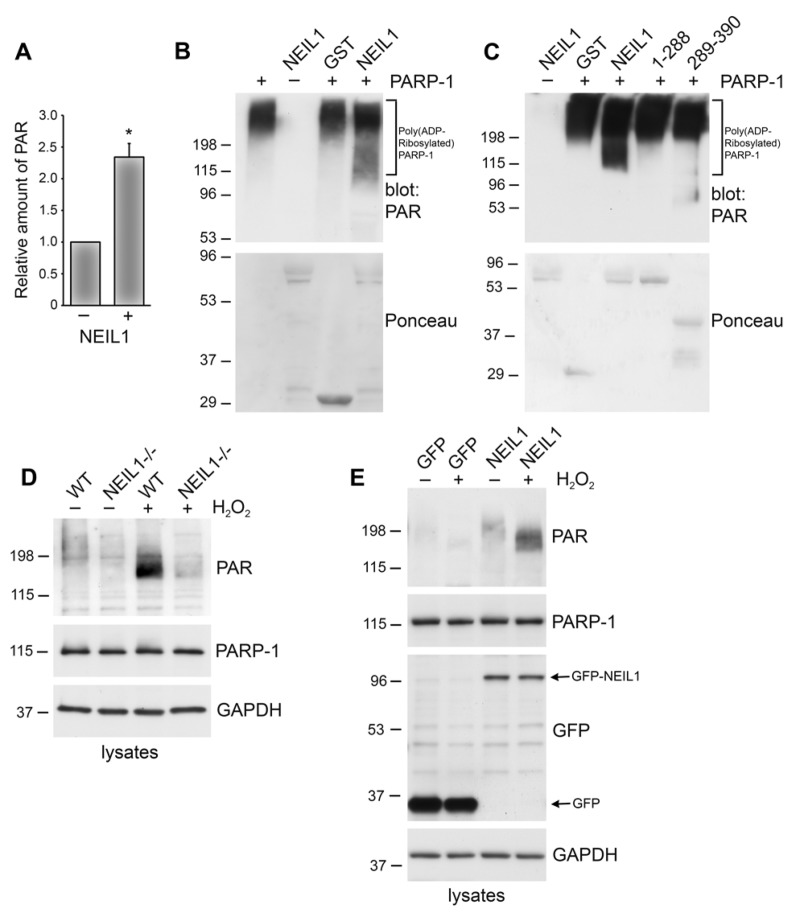 NEIL1 stimulates the poly(ADP-ribosyl)ation activity of PARP-1