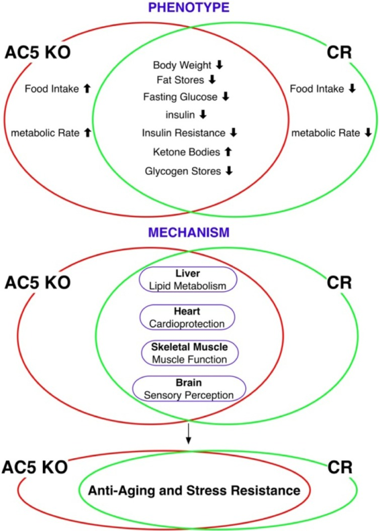 An outline for a unified theory of aging based on comparison of AC5 KO and CR models. (Reprinted with permission from Aging Cell [7]).