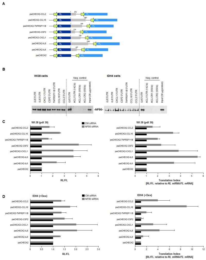 Effect of NF90 on the expression of reporter constructs bearing SASP 3'UTRs