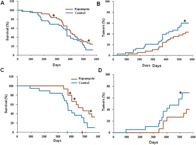 Administration of rapamycin extends lifespan and delays carcinogenesis in p53+/− male mice