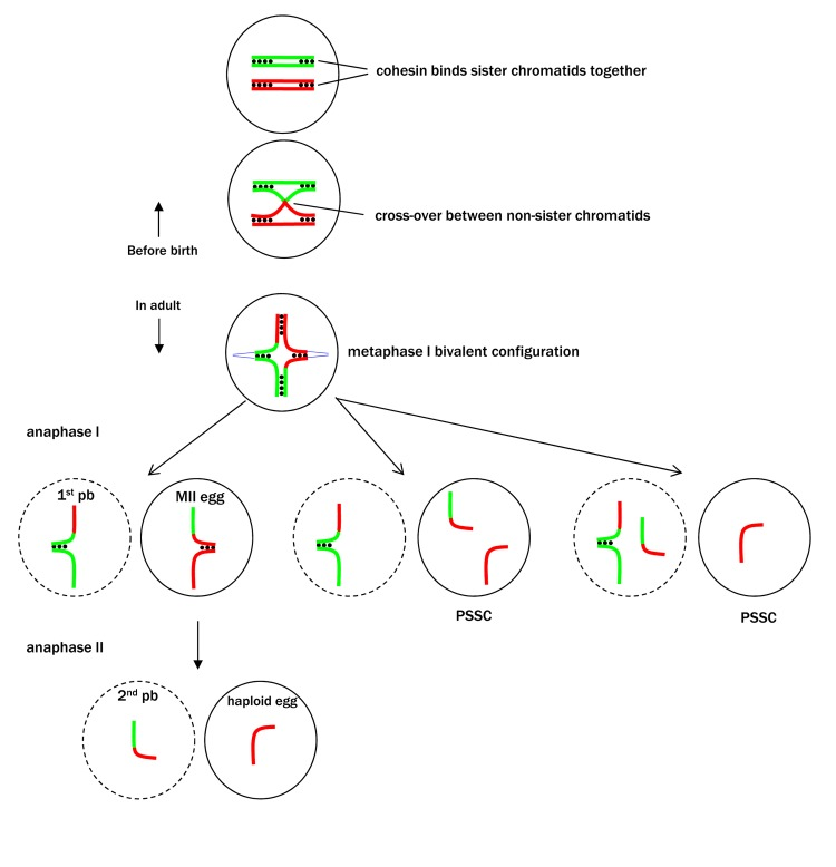 Premature separation of sister chromatids (PSSC) during oocyte maturation