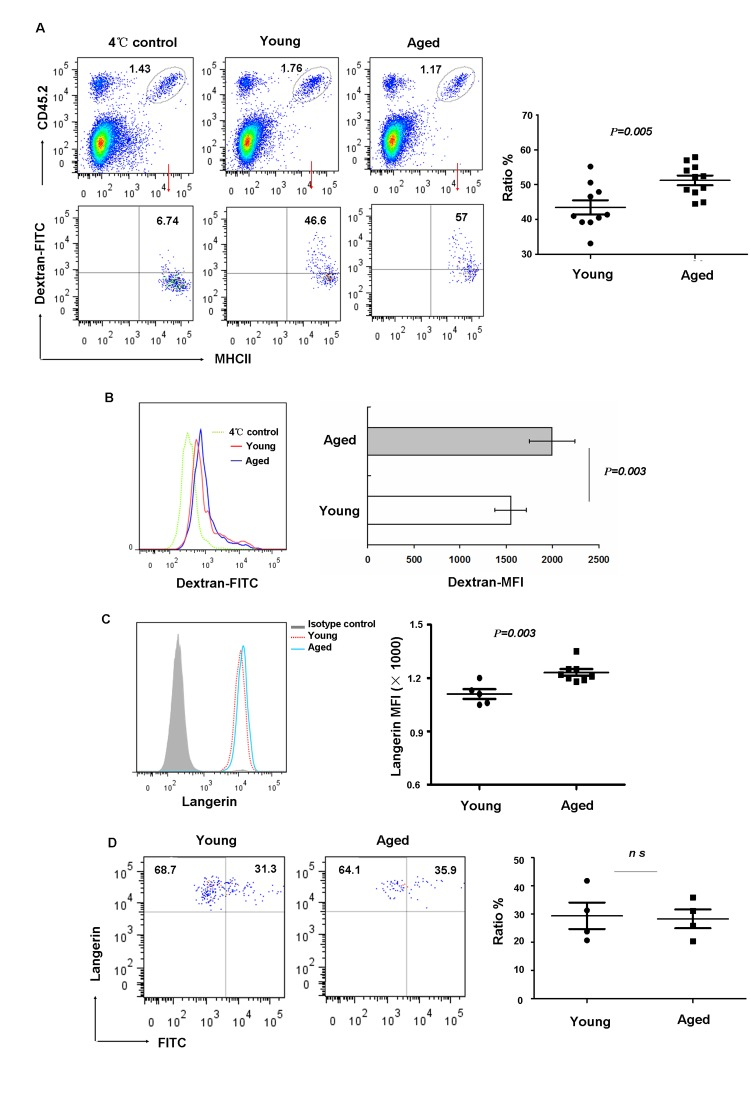 Aging impaired LC phagocytic ability but did not affect migration in vivo