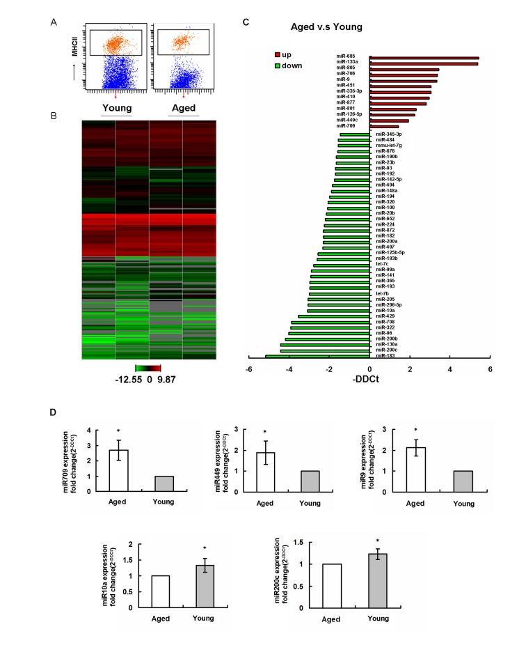 Aging regulates miRNA gene expression profiles in epidermal LCs