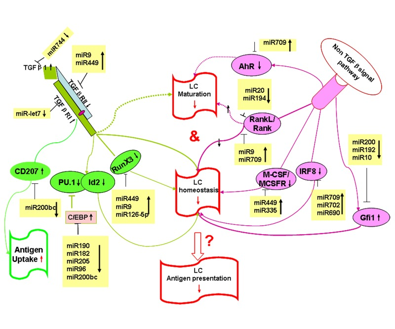 Hypothetical model: age-regulated miRNAs control LC development and function