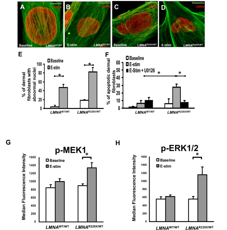 Effect of electrical stimulation on LMNAR225X/WT dermal fibroblasts