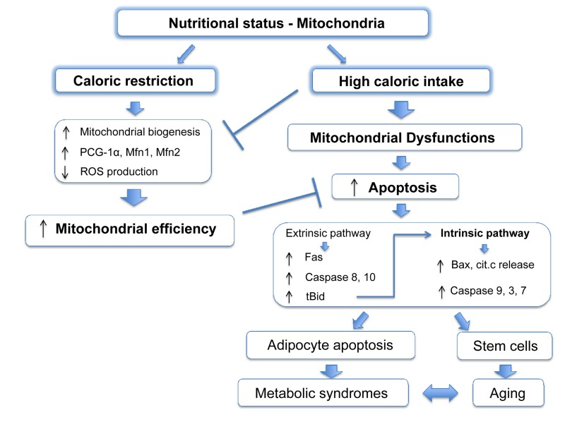 Mitochondrial apoptosis links nutritional status with metabolic syndromes