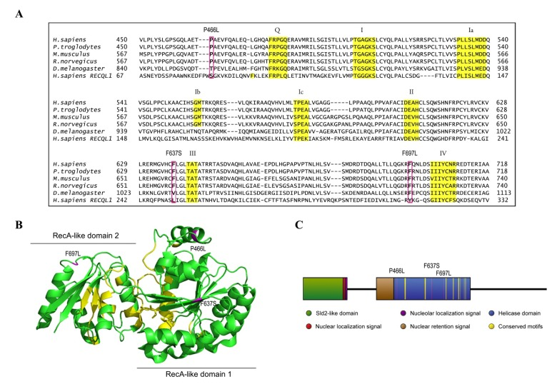 Homology map and model structure of RECQL4