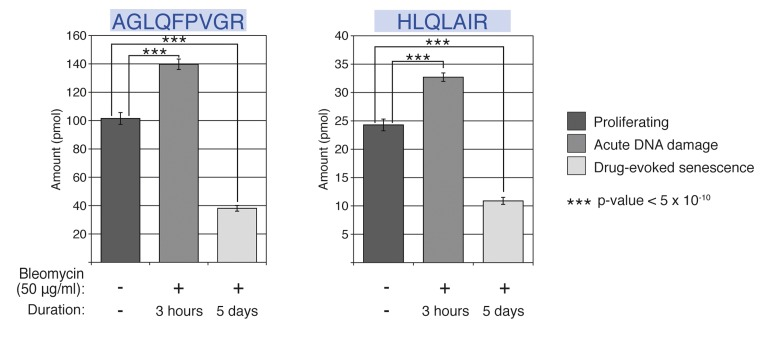 Relative abundance of histone H2A family in proliferating and bleomycin-treated cells