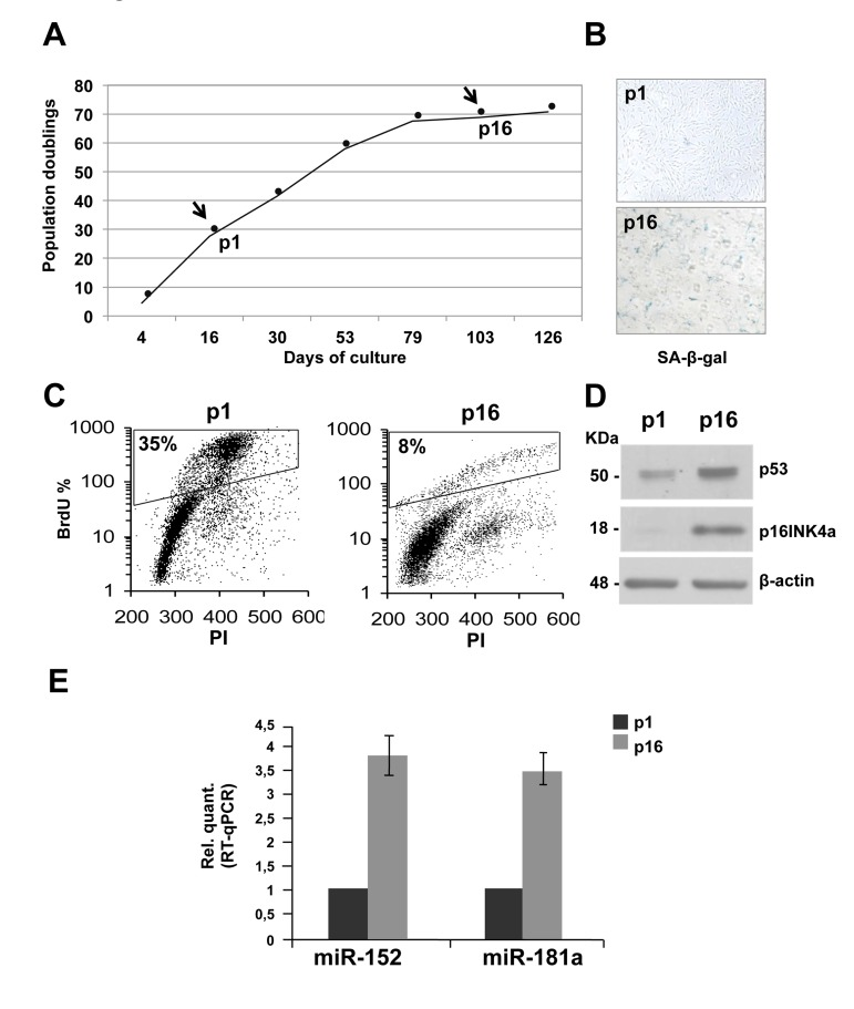 Replicative senescence in human dermal fibroblasts (HDFn)