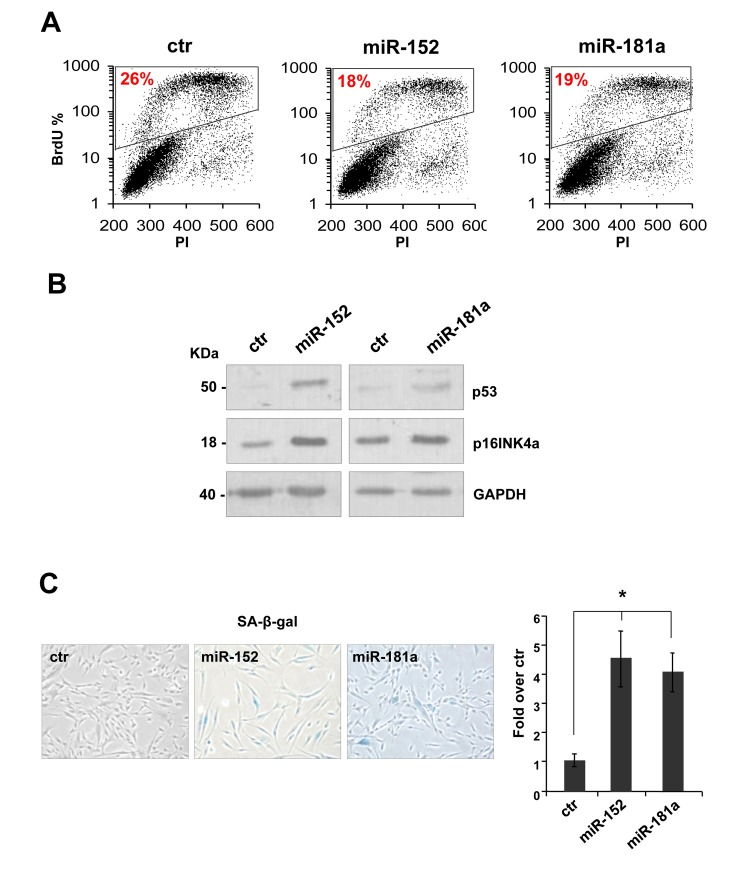 miR-152 and miR-181a induce cellular senescence in HDFn cells