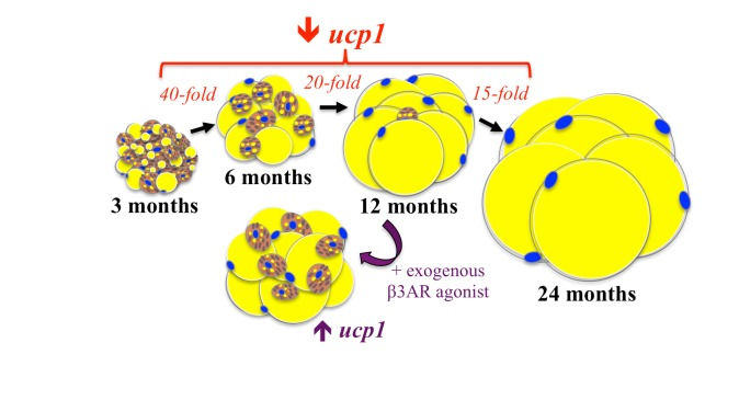 Brown-to-white transitioning and loss of ucp1 expression in murine sWAT during aging