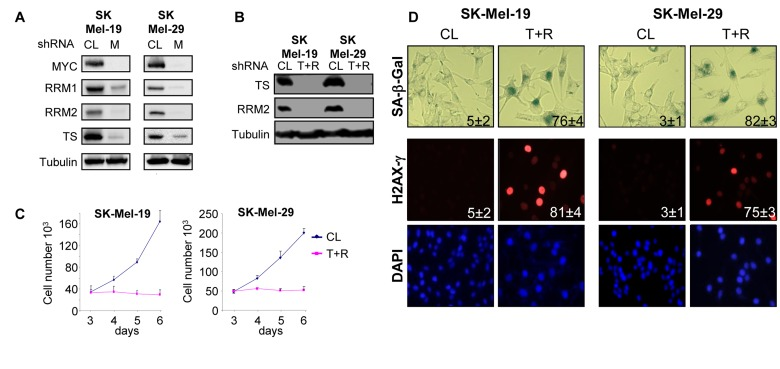 Deficiency of TS and RRM2 induces senescence in melanoma cells