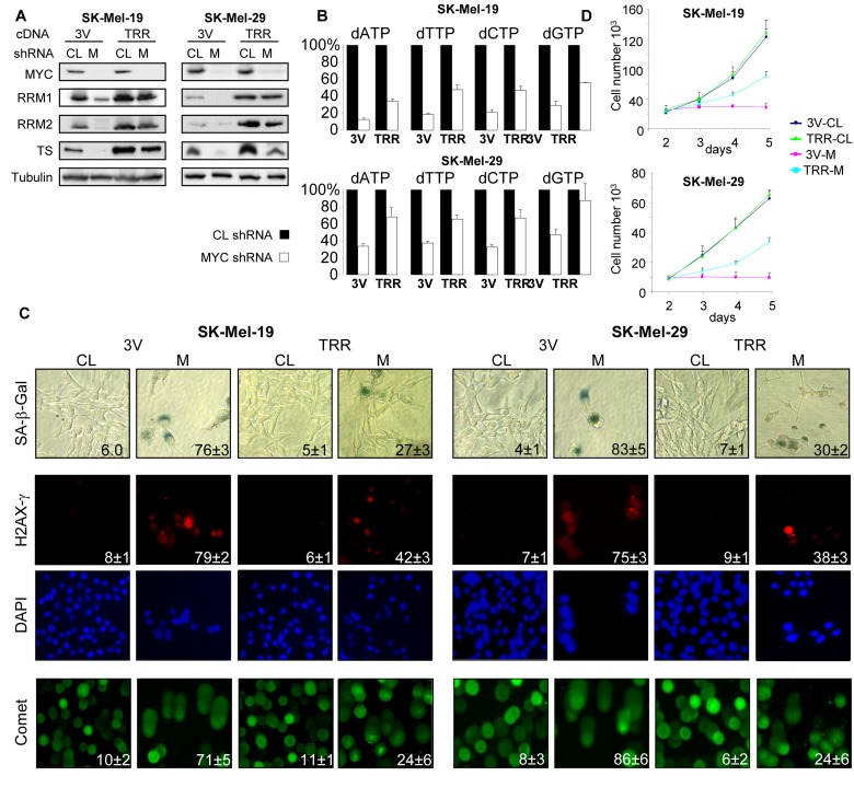Ectopic expression of TS, RRM1 and RRM2 suppress senescence in MYC-depleted melanoma cells