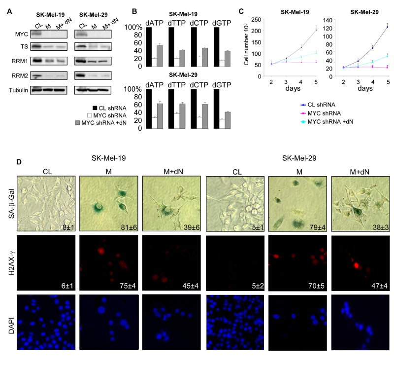 Addition of deoxyribonucleosides reduces senescence phenotypes in MYC-depleted melanoma cells