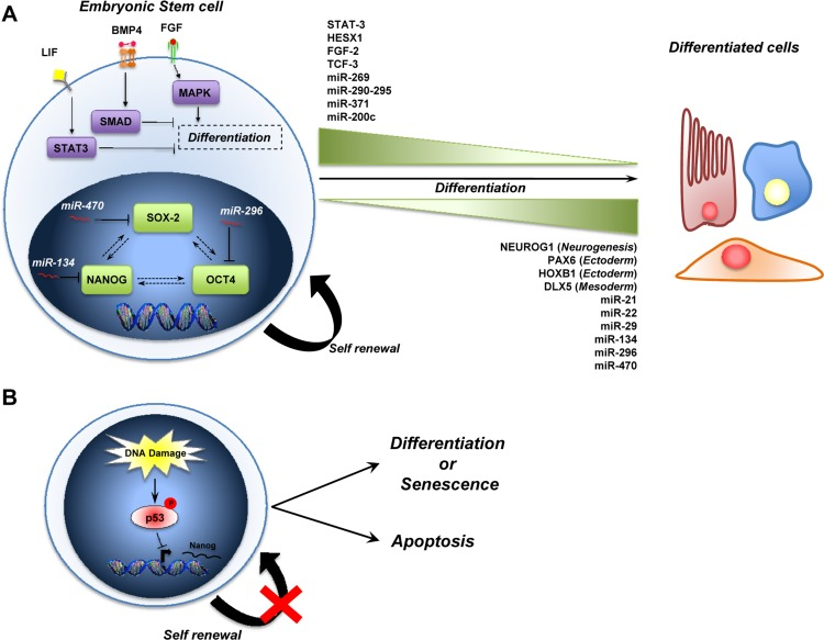 embryonic stem cells diagram