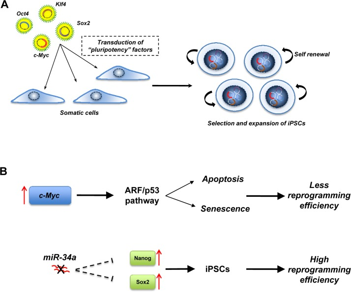 Induced pluripotent stem cells (iPSCs)