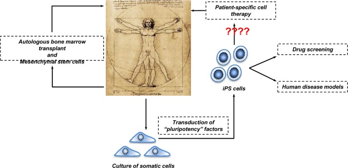 Human cell-based therapy