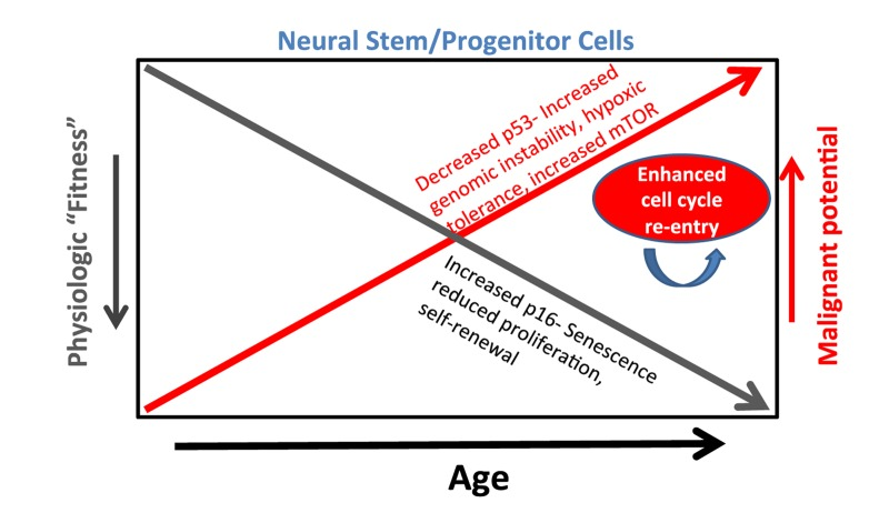 A model whereby mechanisms of aging concurrently contribute to reduced physiologic “fitness” and increased malignant potential of neural stem/progenitor cells. Reduced NSPC “fitness” regulated in part by increased p16 manifests as increased NSPC senescence, reduced proliferation and self-renewal. Conversely, increased NSPC malignant potential or “preconditioning” regulated by decreased p53 function contributes to increased genomic instability, hypoxic tolerance, and possibly mTOR activity. Finally, the rapid cell cycle re-entry [3] and presumed selection advantage of a sub-population of aging NSPCs provides another potential mechanism by which aging NSPCs acquire increased malignant potential.