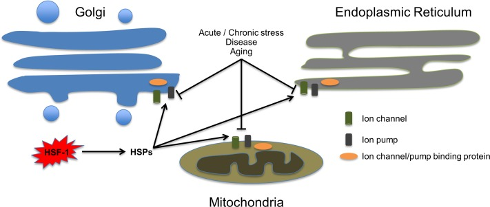 Heat shock proteins reinforce organelle-mediated ionstasis. Extracellular or intracellular stress impairs the function of organelle-specific ion channels, pumps and ion binding proteins (depicted as cylinder, rectangular and oval shapes respectively). Activation of HSF-1 upregulates heat shock protein levels, which in turn contribute to preserve intracellular ion-storage compartments, and prevent runaway perturbation of ionstasis and consequent cell death.