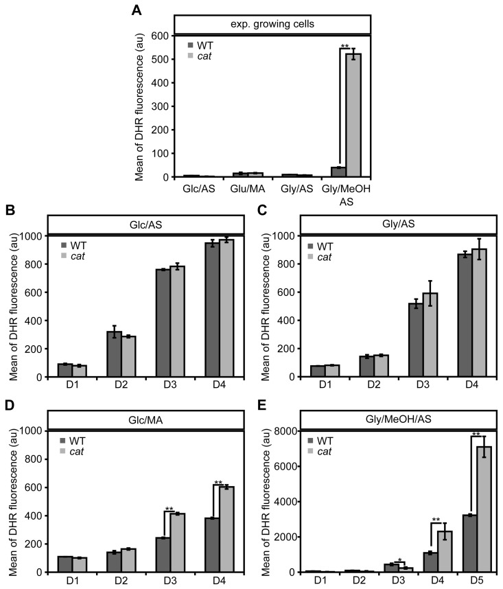 Changes in ROS levels in WT andcat cells during exponential growth and chronological aging