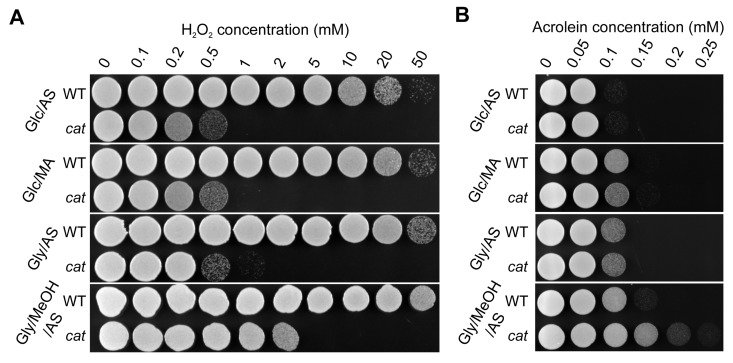 H2O2 and acrolein resistance of stationary phase WT and cat cells grown on different media