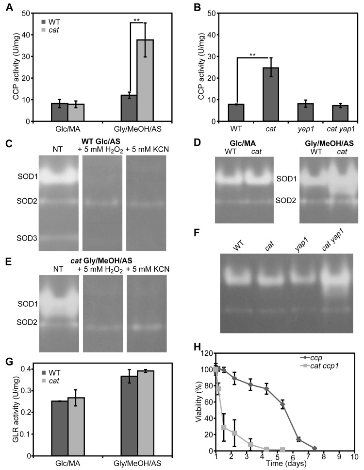 Cytochrome c peroxidase, superoxide dismutase and glutathione reductase activities in H. polymorpha WT and cat cells grown on different media