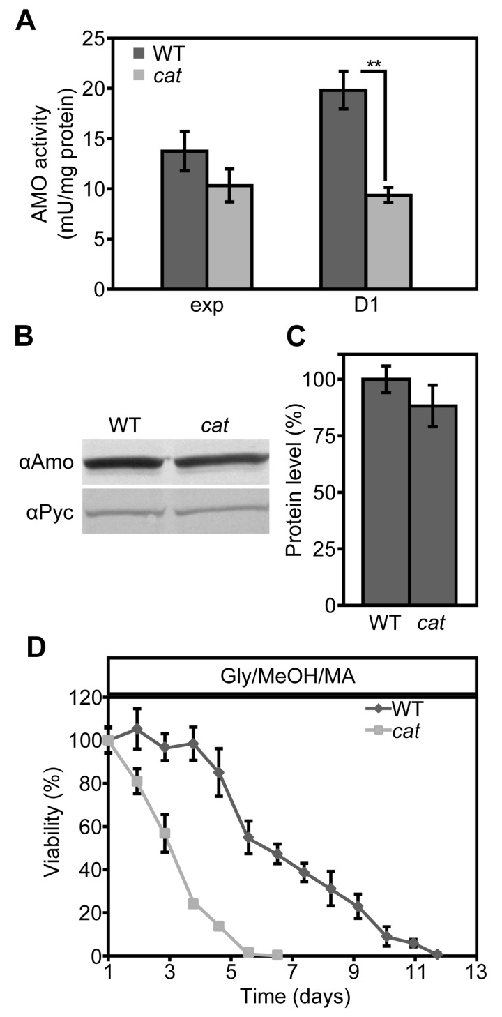 AMO activities are reduced in Glc/MA cat cells relative to the WT control