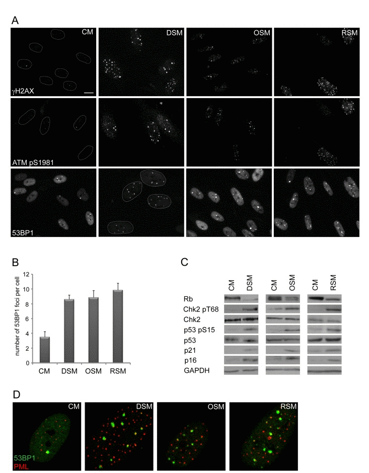 Conditioned medium from various types of senescent cells is able to induce DNA damage and DNA damage response in bystander cells