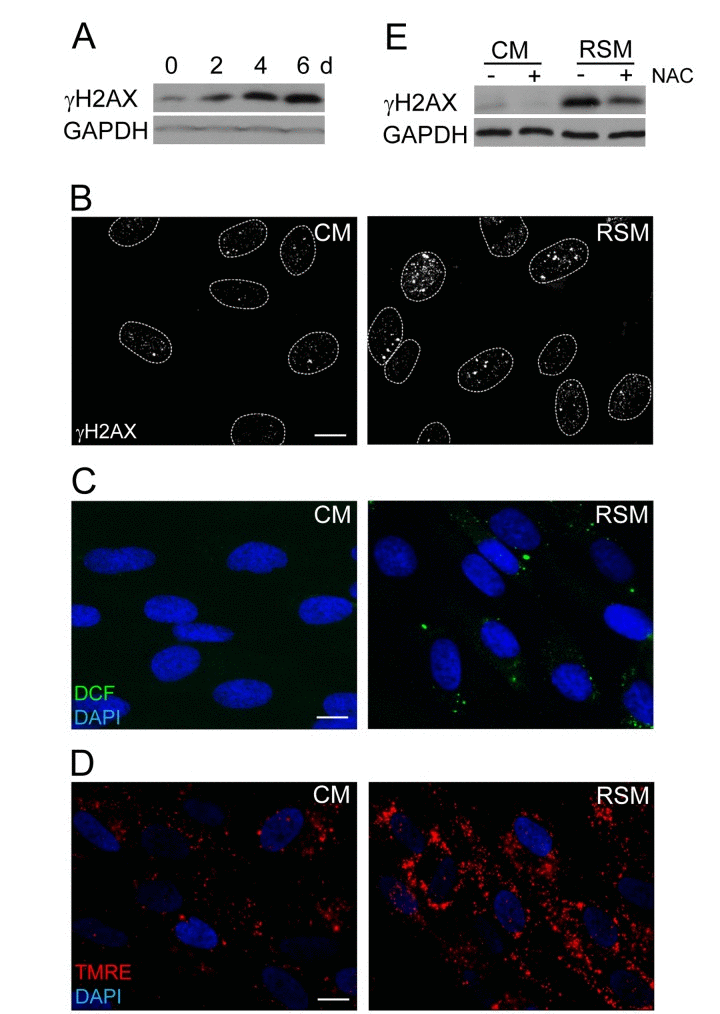 Increase of DNA damage, ROS production and mitochondrial membrane potential in cells treated with senescence-conditioned medium