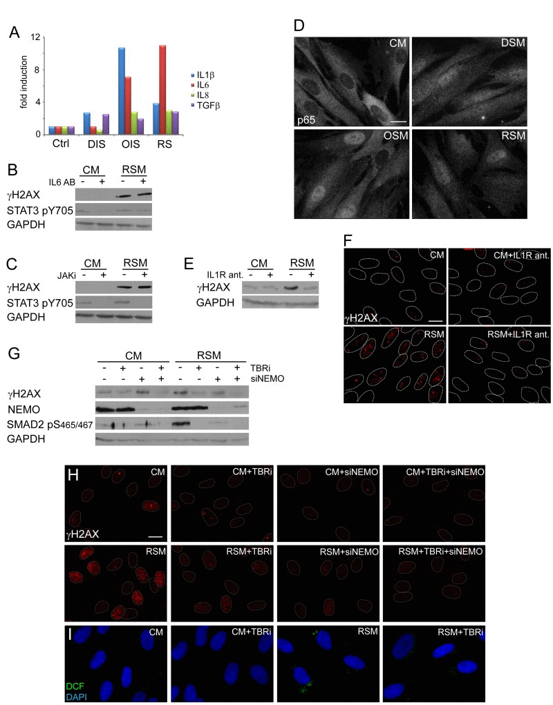 NFκB and TGFβ induce DNA damage in bystander cells