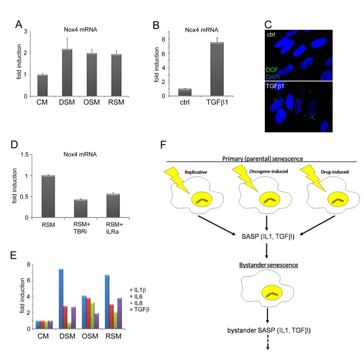 TGFβ- and IL1-dependent expression of Nox4 in bystander senescent cells
