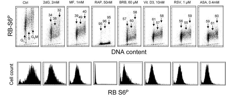 Effect of treatment of TK6 cells with different presumed anti-aging drugs for 4 h on the level of constitutive phosphorylation of ribosomal protein S6 (RP-S6)