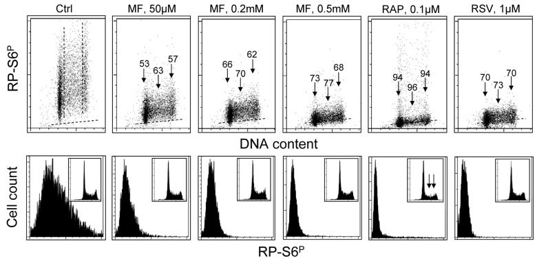 Effect of treatment of TK6 cells with MF, RAP or RSV for 24 h on the level of constitutive phosphorylation of S6 protein