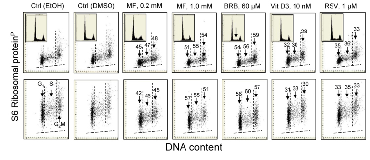 Reduction of the level of constitutive expression of RP-S6P in A549 cells exposed to MF, BRB, Vit. D3 or RSV for 24 h