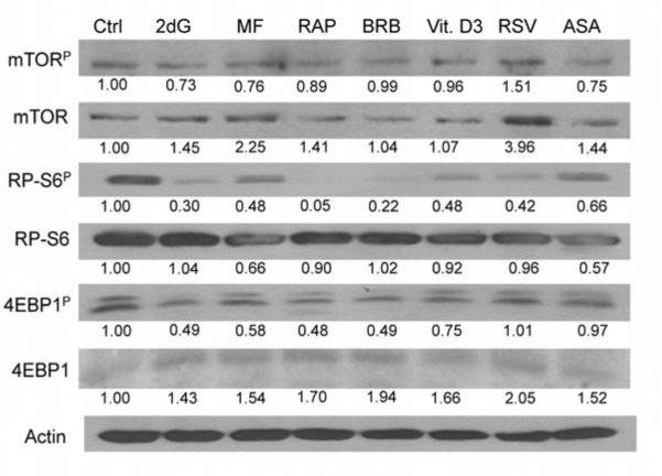 Effect of the studied gero-preventive agents on constitutive level of expression of mTOR-Ser2448P, RP-S6-Ser235/236P and 4EBP1-Ser65P and their corresponding unphosphorylated forms in TK6 cells, detected by western blotting