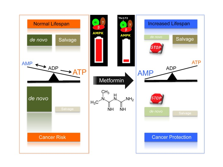 De novo biosynthesis of purine nucleotide at the crossroads of aging and cancer: A new target for the gerosuppressant metformin