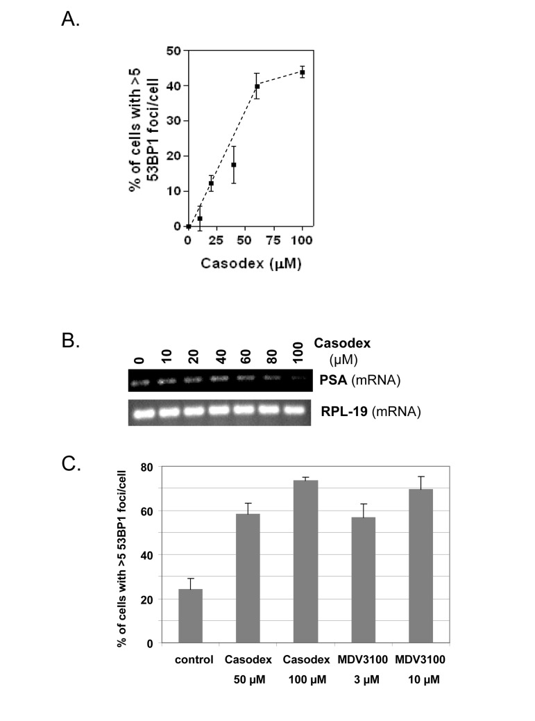 AR antagonists cause a TIF response