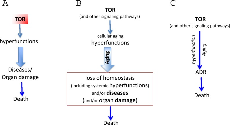 The hyperfunction theory: three representations