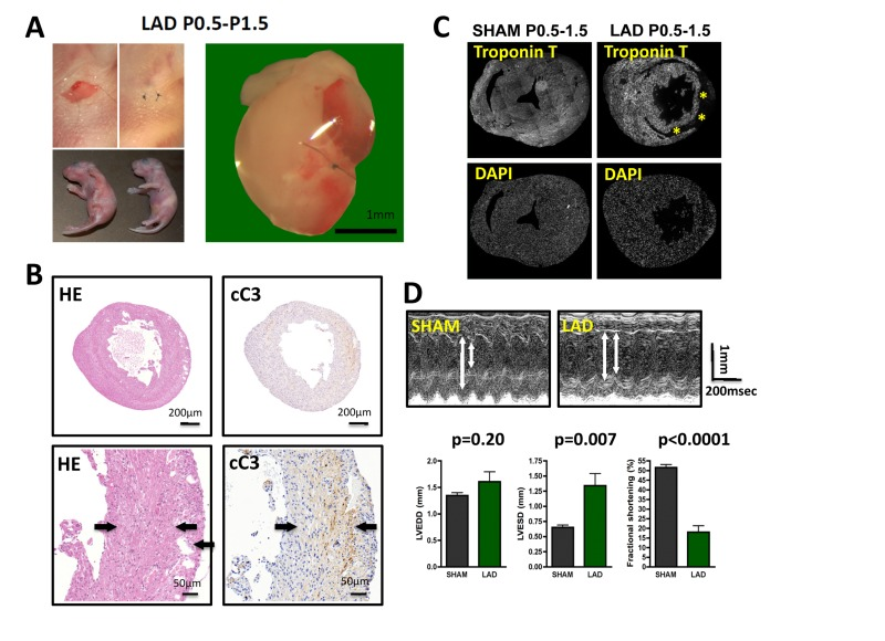 LAD ligation in newborn mice results in massive cardiac damage