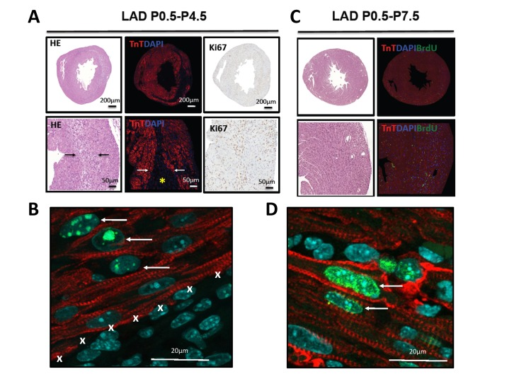 Evidence for proliferation in cardiomyocytes