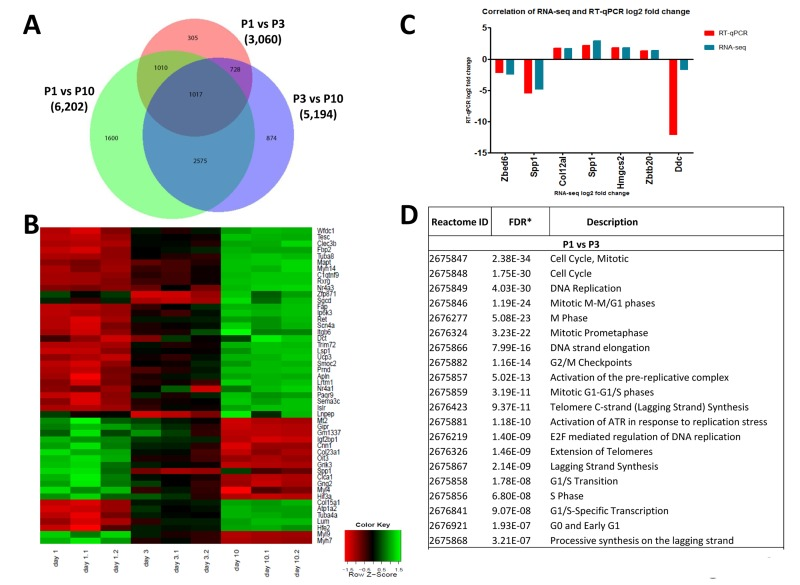 Differentially expressed genes in the left ventricle of postpartum P1, P3, and P10 mice