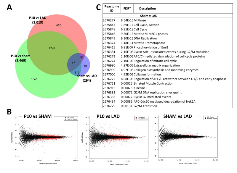 Differentially expressed genes between sham-operated and LAD-ligated mice left ventricles
