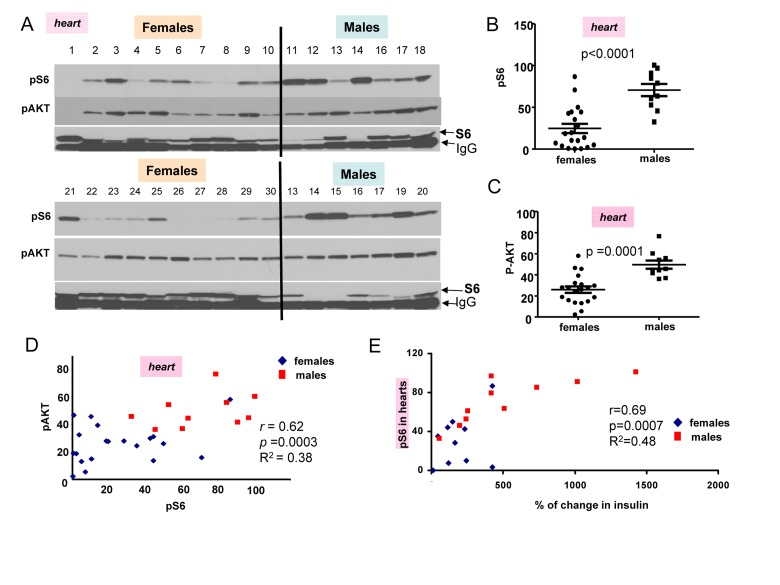 Comparison of pS6 and p-Akt levels in the hearts of 6 month old females and males